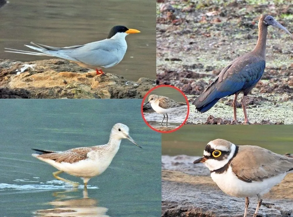 Aajchi Navi Mumbai | उरण परिसरात आकर्षक पक्ष्यांची वर्दळ
