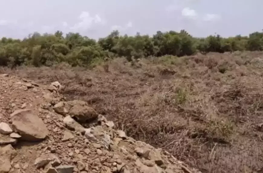 Aajchi Navi Mumbai | 4 हेक्टरवरील कांदळवन वन विभागाला हस्तांतरित करा